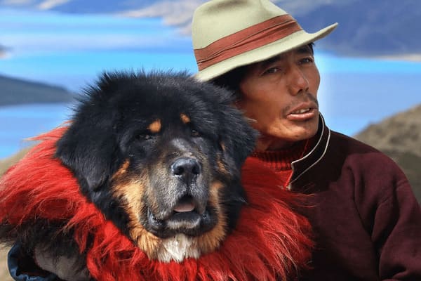 Tibetan Mastiff is robust and known as the "Lion Dog"